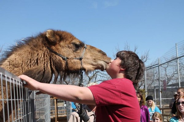 “My son getting to first base with a camel.”