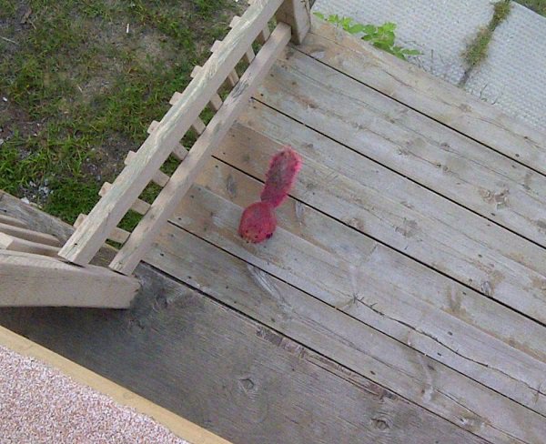 “There was a pink squirrel in my backyard.”