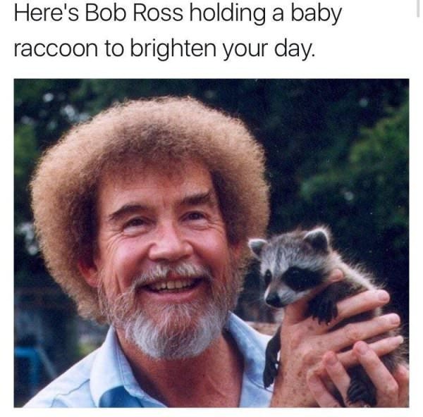 meme - bob ross memes - Here's Bob Ross holding a baby raccoon to brighten your day.