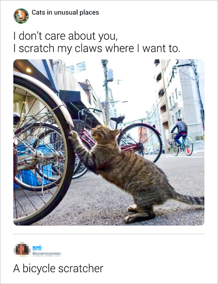 Cats in unusual places I don't care about you, | scratch my claws where I want to. A bicycle scratcher