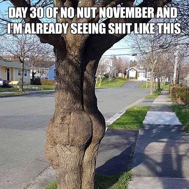 tree is thicc - Day 300F No Nut November And I'M Already Seeing Shit This Sunen