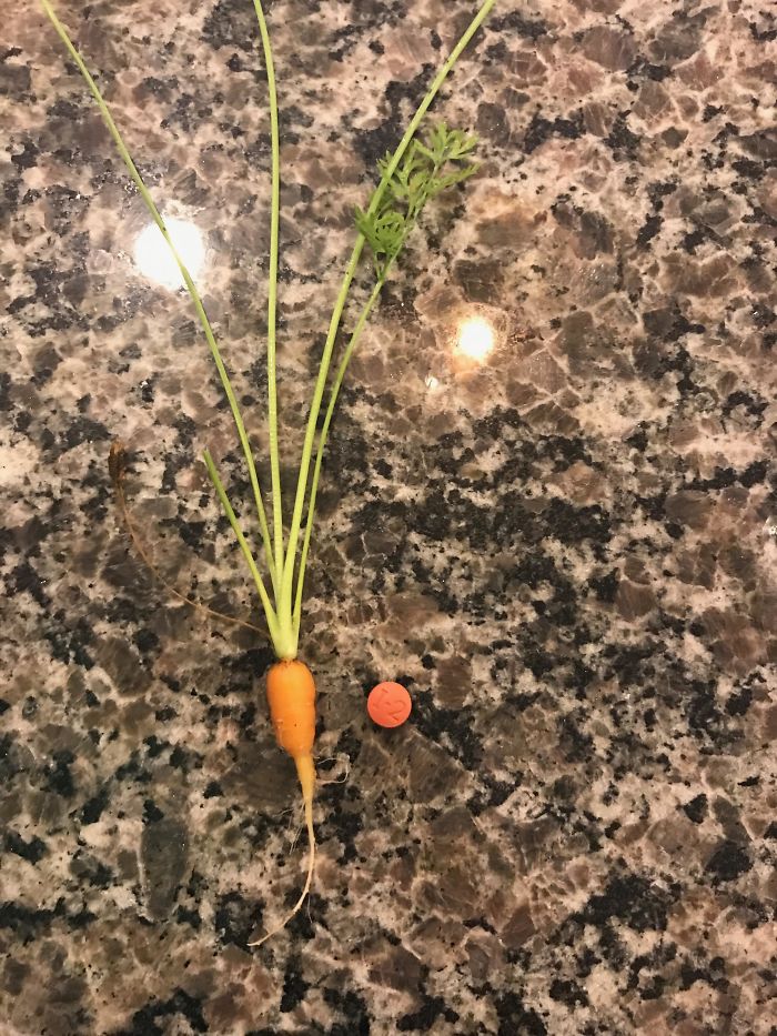 Built A Garden For My Wife A Few Months Ago And It Is Finally Time For The Bountiful Harvest. Tonight, We Feast Like Kings