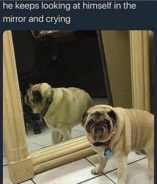doggo memes 2018 - he keeps looking at himself in the mirror and crying