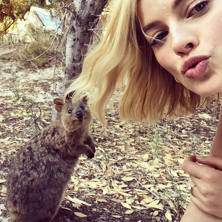 Margot Robbie with a quokka