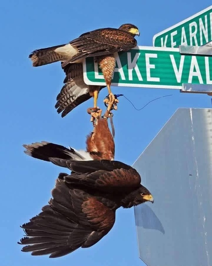 birds hanging onto a street sign
