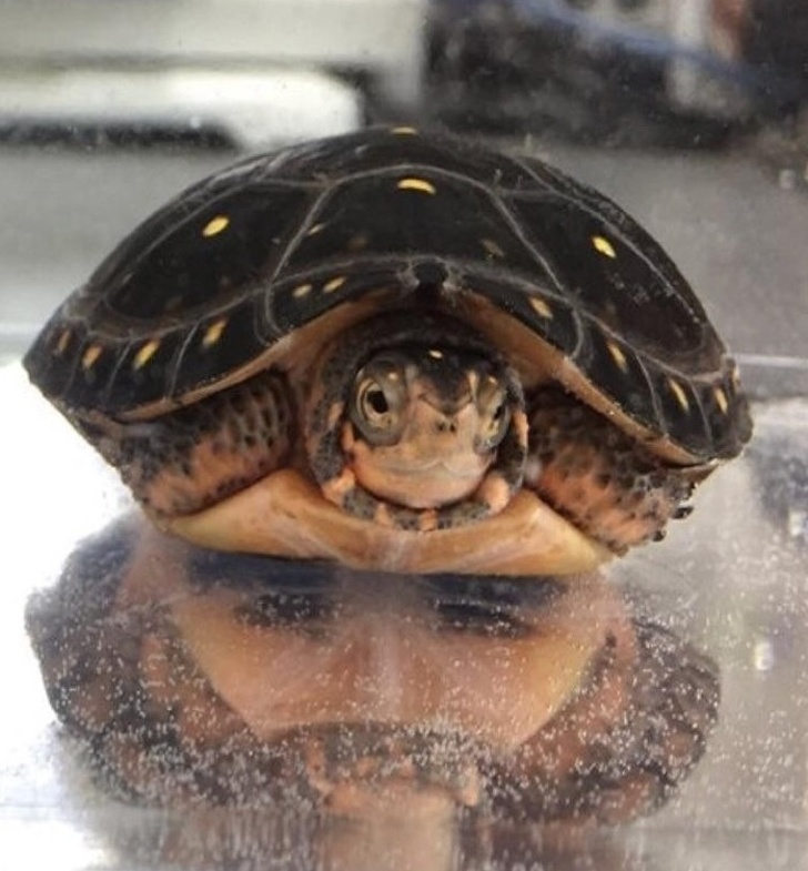 turtle with reflection of indian man