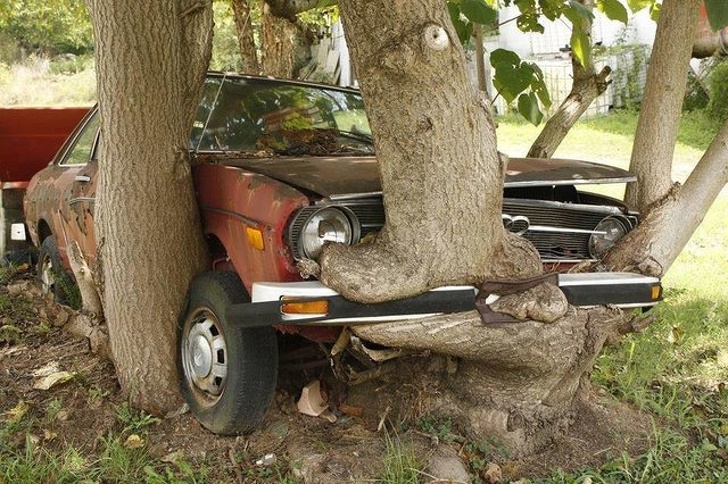 tree growing out of an old car
