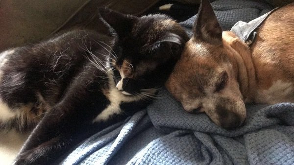 “This cat used to run away if you came within 5 feet. My oldest cat died and her mood took a 180. I never imagined her like this and it warms my heart”