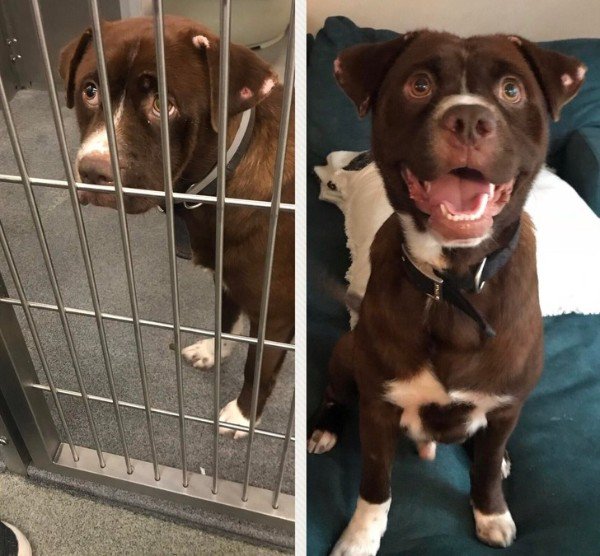 Meet Tucker, before and after adoption.
