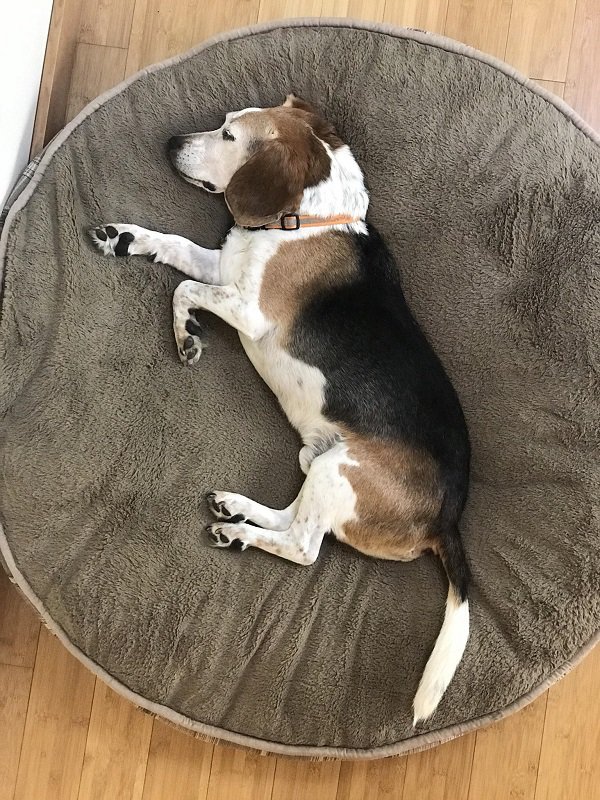 “We had to put down our 12-year-old beagle today. I took this pic of him last night. We lost his mate of 10 years in February and he hadn’t been the same since. Miss you little bro.”