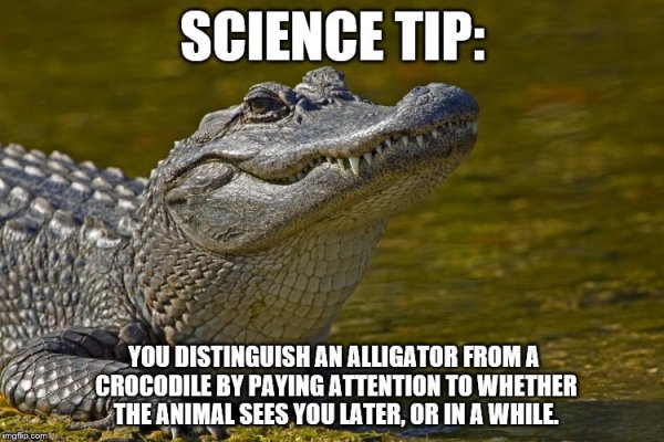 alligator laughing - Science Tip You Distinguish An Alligator From A Crocodile By Paying Attention To Whether The Animal Sees You Later, Or In A While, mallia.com