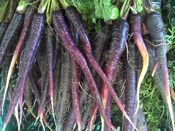 Carrots were originally purple or yellow. Dutch carrot-growers of the 17th century eventually cultivated carrots into the orange color we know today.