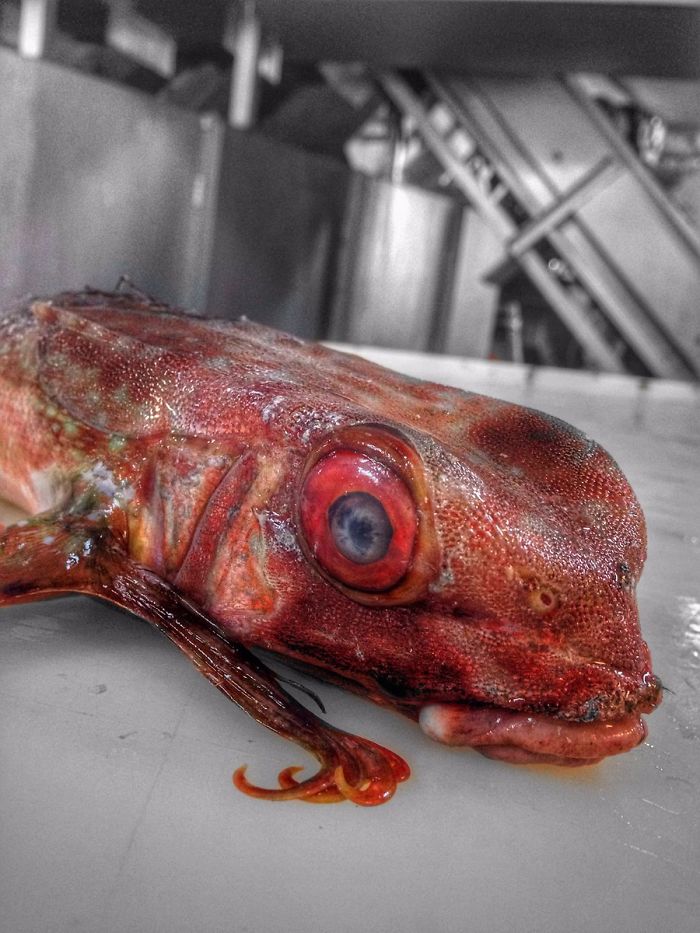 instagram russian fisherman fish