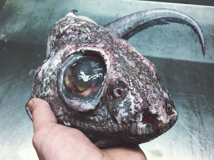 prehistoric fish with big eyes
