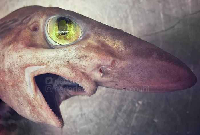 29 terrifying creatures from the deep