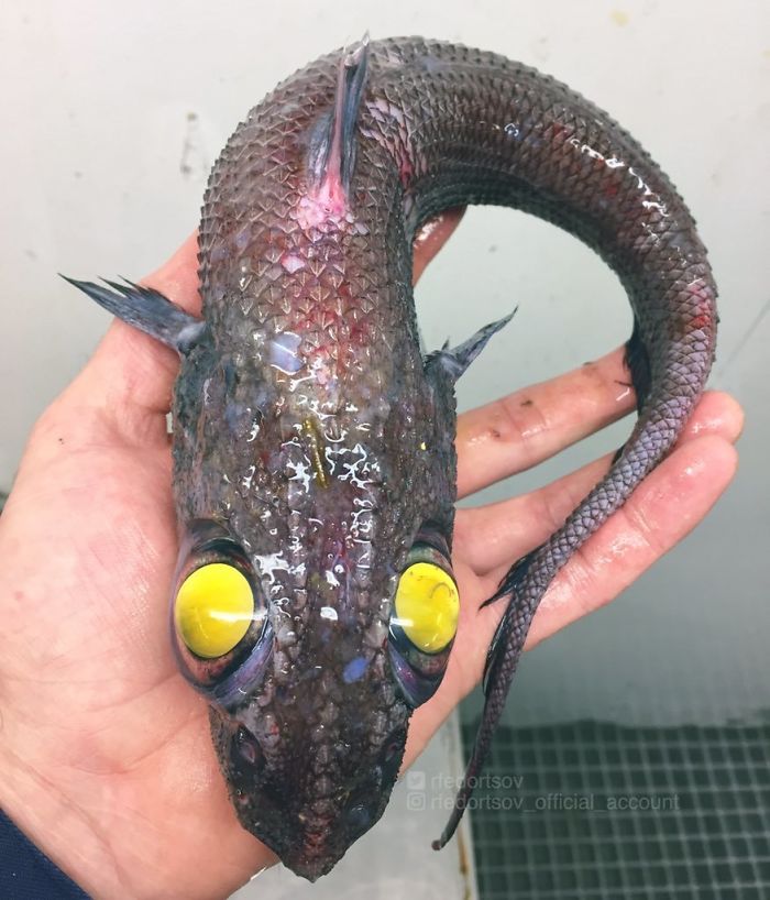 deep sea fish without scales - recortsov Oriedortsov_official account