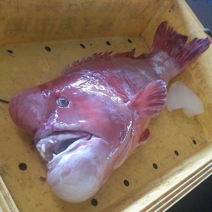 russian deep sea fish