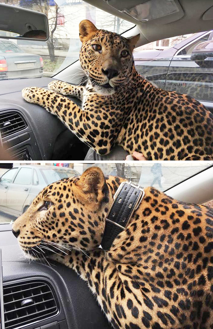 When ordering a taxi, the passenger warned the driver in the comments that he was going to be accompanied by a big cat.