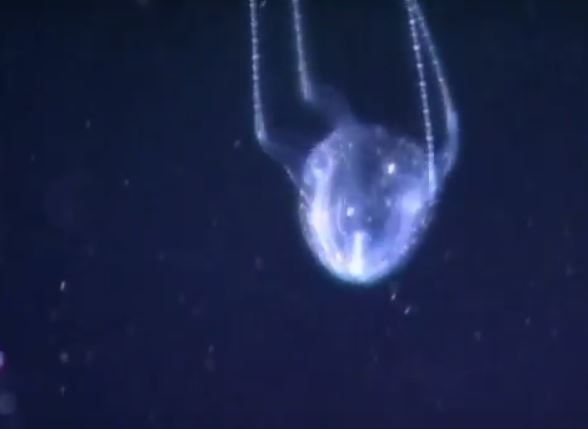 There is a species of jellyfish whose sting inflicts the victim with an impending sense of doom. The sensatation of constant imminent dread is reportedly so severe, patients beg their doctors to kill them to end it.