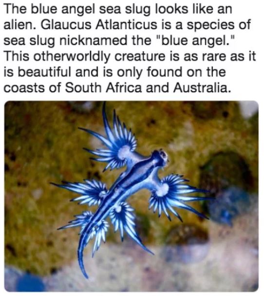 14 Amazing Things You Never Knew Existed