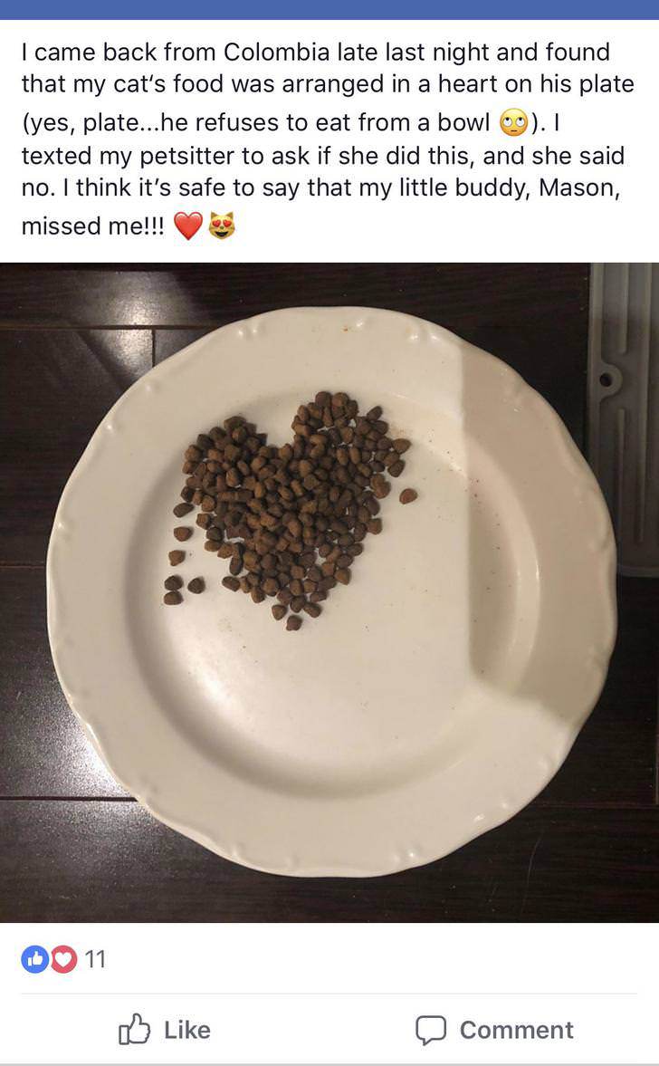 tableware - I came back from Colombia late last night and found that my cat's food was arranged in a heart on his plate yes, plate...he refuses to eat from a bowl 09. I texted my petsitter to ask if she did this, and she said no. I think it's safe to say 
