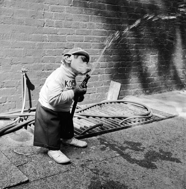 Kokomo the Chimpanzee playing with a hose outside his owners apartment in NYC, US in 1960.