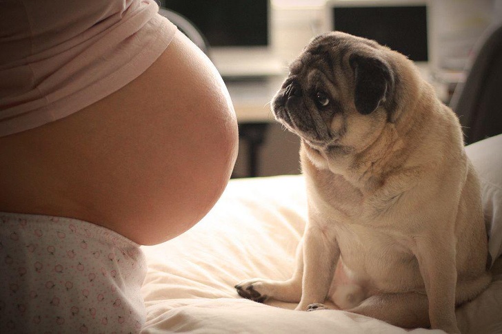 pregnant woman dog