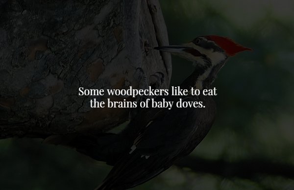 creepy fact beak - Some woodpeckers to eat the brains of baby doves.
