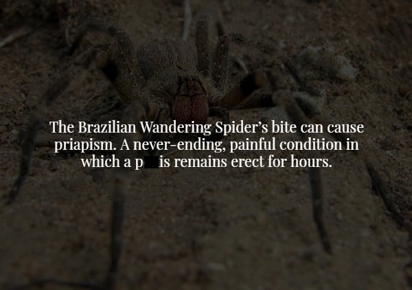 creepy fact tarantula - The Brazilian Wandering Spider's bite can cause priapism. A neverending, painful condition in which ap is remains erect for hours.