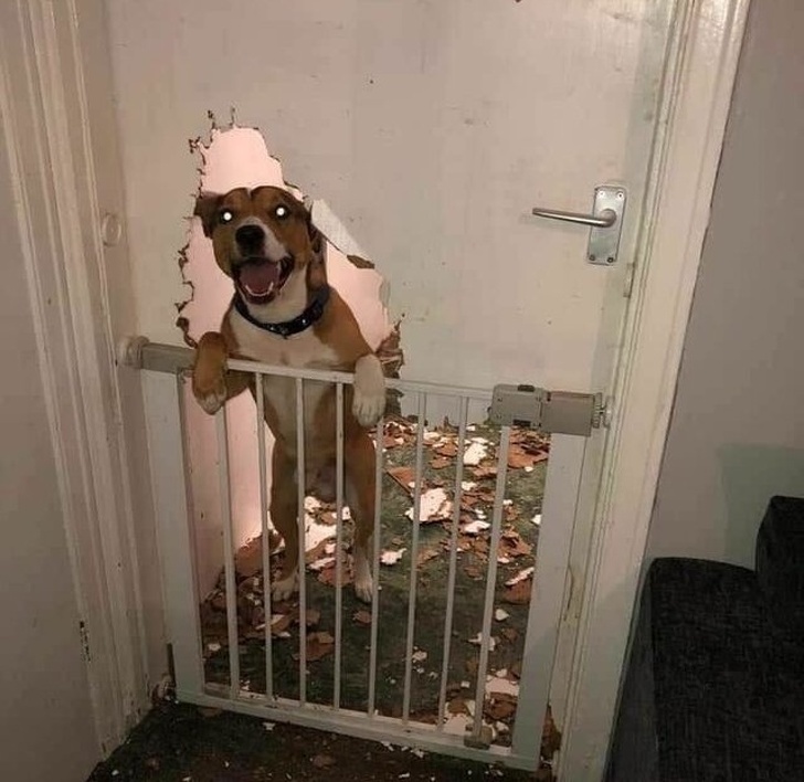 dog chewed through door
