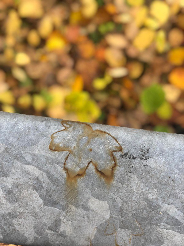 The way a leaf has fallen and left a rusty impression of itself on a roadside barrier.