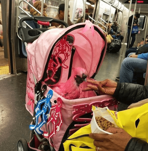 unusual things you see on the subway