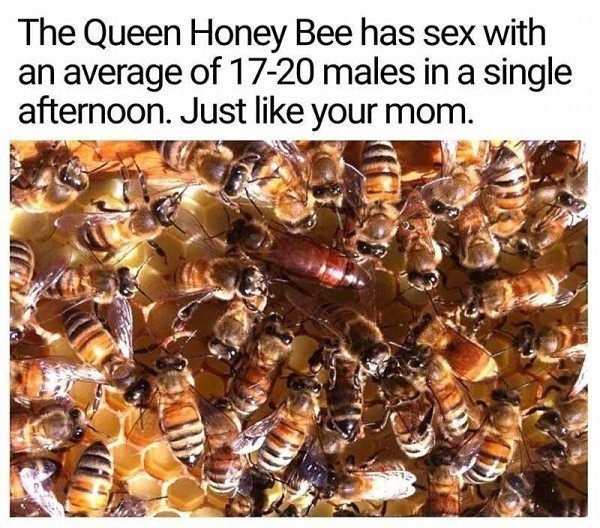 meme of bees your mom meme - The Queen Honey Bee has sex with an average of 1720 males in a single afternoon. Just your mom.