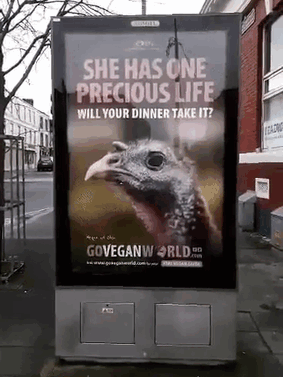 she has one precious life will your dinner take it gif - She Has One Precious Life Will Your Dinner Take It? Goveganw Orld
