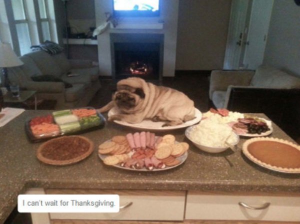 pug thanksgiving meme - I can't wait for Thanksgiving