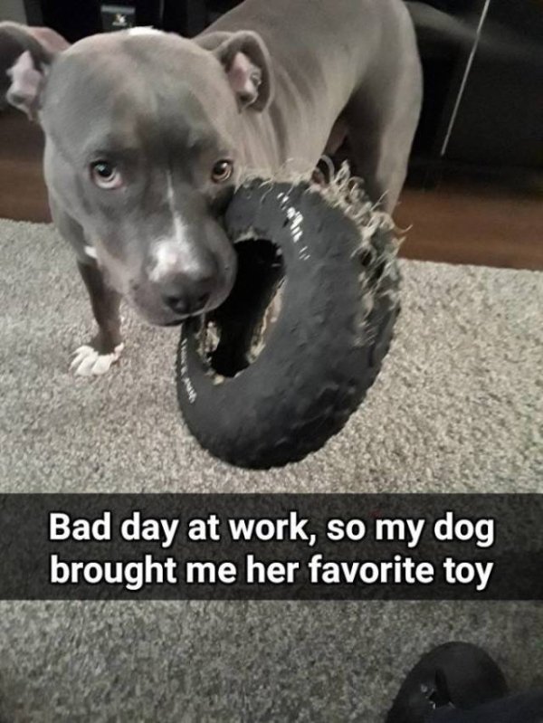 good idea - Vn Bad day at work, so my dog brought me her favorite toy