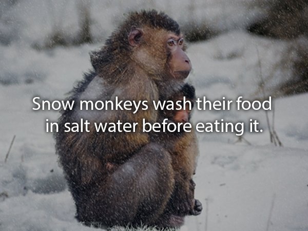 Animal fact about how snow monkeys wash their food in salt water before eating it. 
