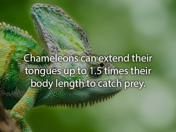 A picture of a chameleon with the text 'chameleons can extend their tongues up to 1.5 times their body length to catch prey.'