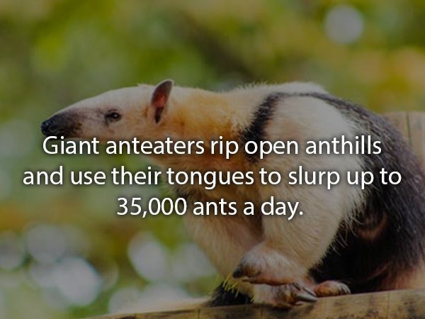 Photo of an anteater with the text 'giant anteaters rip open anthills and use their tongues to slurp up 35000 ants a day'