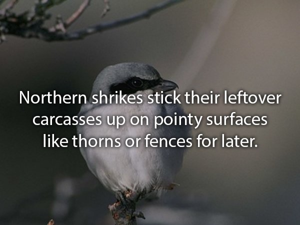 Photo of a bird with the text 'Northern shrikes stick their leftover carcasses up on pointy surfaces like thorns or fences for later'