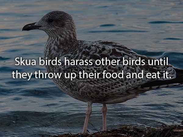 Photo of a skua bird with the fact 'skua birds harass other birds until they throw up their food and eat it'