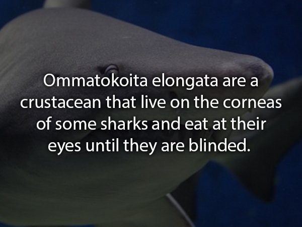 Photo of a shark with the text ' ommatokoita elongata are a crustacean that live on the corneas of some sharks and eat at their eyes until they are blinded'