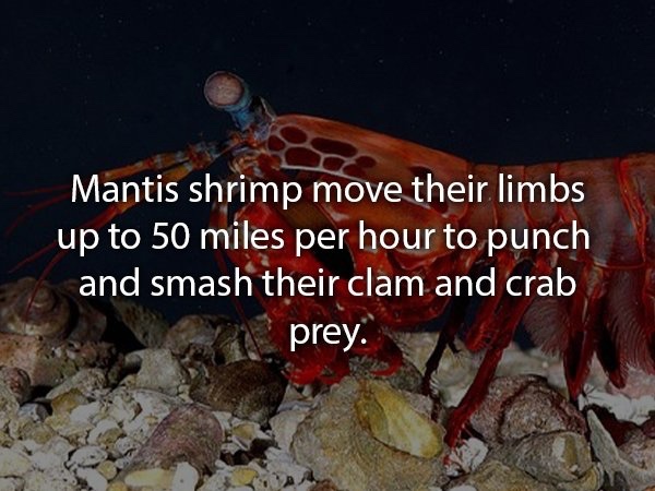 Photo of a mantis shrimp with the fact 'mantis shrimp move their limbs up to 50 miles per hour to punch and smash their clam and crab prey.'