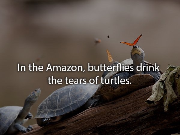 Photo of a butterfly on a turtle with the fact 'In the amazon, butterflies drink the tears of turtles'