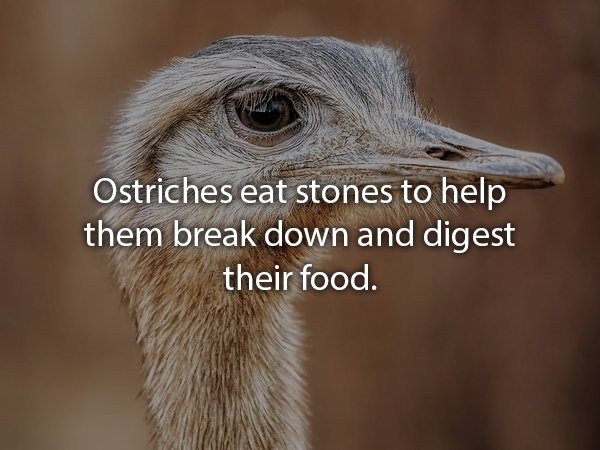 Photo of an Ostriche with the text 'Ostriches eat stones to help them break down and digest their food'