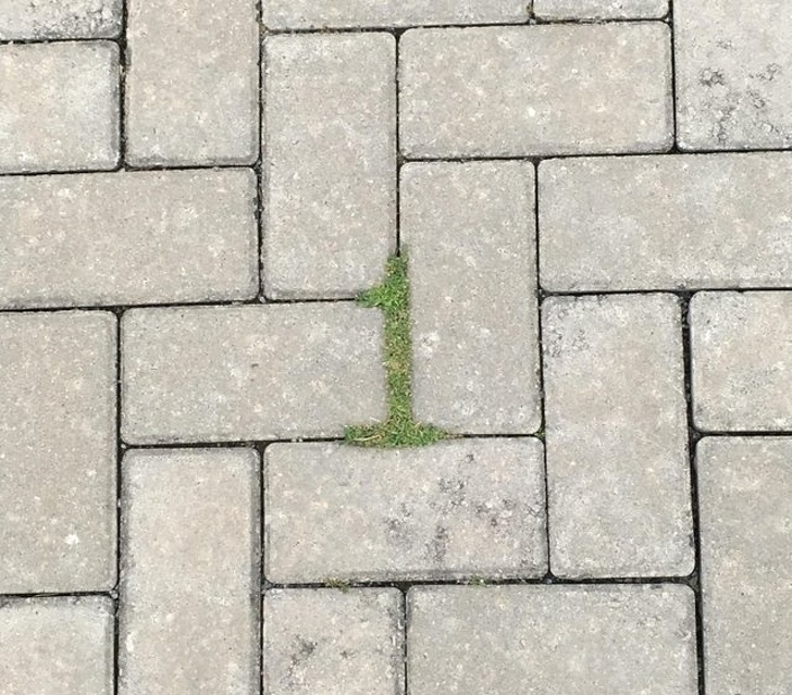 “The moss on the ground near where I work forms a perfect 1.”