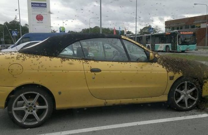 Maybe it’s the yellow color that attracted so many bees.