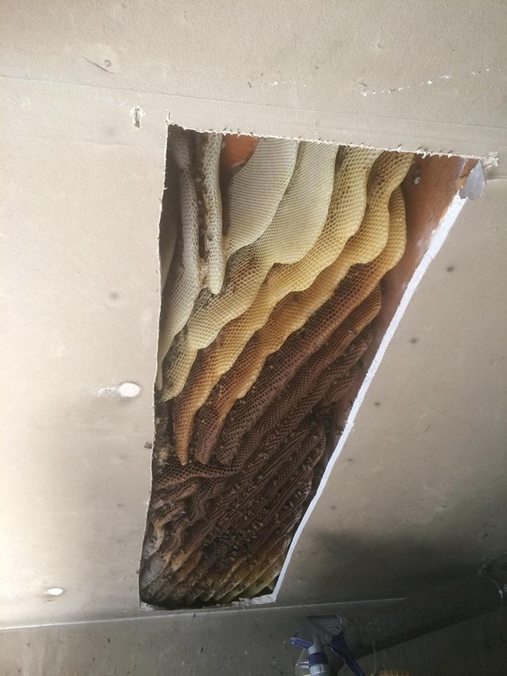 These massive honeycombs were found inside my friend’s house.