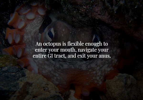 octopus - An octopus is flexible enough to enter your mouth, navigate your entire Gi tract, and exit your anus.