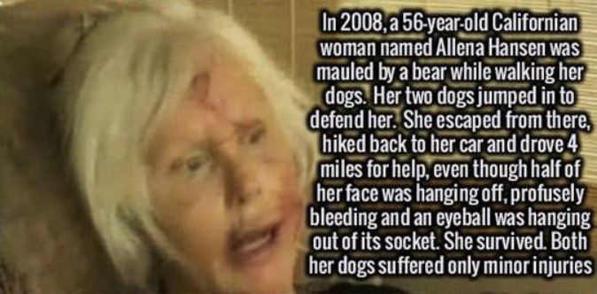 blond - In 2008, a 56yearold Californian woman named Allena Hansen was mauled by a bear while walking her dogs. Her two dogs jumped in to defend her. She escaped from there, hiked back to her car and drove 4 miles for help, even though half of her face wa